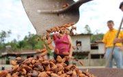 La estabilidad del precio del cacao en el futuro dependerá de lo que ocurra en África. El tema climático afectó a Costa de Marfil y Ghana