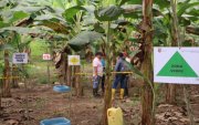 Controles. Desde julio, una veintena de técnicos de Agrocalidad inspeccionan bananeras de Los Ríos, la provincia con mayor incidencia.