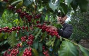 Fruto. El café que está listo para la cosecha en la finca Vilcaroma Coffee.