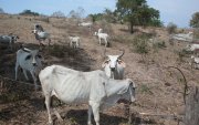 Pasto. Ganado en la vía a la costa que ya está sin pasto, por falta de agua.