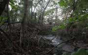 Los manglares son los protectores de la ciudad en diferentes aspectos. Colindan con las zonas urbanas.