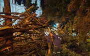 Un gran árbol se partió a la mitad y colapsó en el Parque Calderón, en el centro de Cuenca.