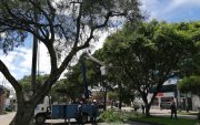 Poda. El fin de semana se podaron árboles de la avenida Remigio Crespo. En otro puntos fueron talados.