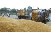 Cosecha. La provincia de Los Ríos es la más grande productora del grano del Ecuador. Le sigue Manabí.