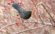 Mirlo común (Turdus merula) consumiendo frutos de rosal silvestre (Rosa canina) en el norte de la Península Ibérica. Las plantas de fruto carnoso interaccionan con multitud de animales que consumen sus frutos y dispersan sus semillas, un proceso clave para la regeneración forestal, lo que sugiere que existen unos patrones consistentes en la forma en que se organizan las interacciones ecológicas en la naturaleza, según un estudio de la Estación Biológica de Doñana efectuado conjuntamente con la Universidad de Sevilla. EFE/ Jesús Lavedán/CSIC//SOLO USO EDITORIAL/SOLO DISPONIBLE PARA ILUSTRAR LA NOTICIA QUE ACOMPAÑA (CRÉDITO OBLIGATORIO)//