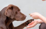 Los perros portadores de una variante genética fuertemente asociada a la obesidad, la DENND1B, tienen un 8% más de posibilidades de ser obesos que los que no la tienen. EFE/Crédito: