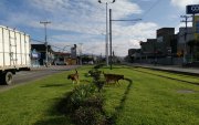 En Cuenca existen al menos 200.000 perros abandonados en la calle.