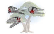 Ilustración que compara los cráneos de pájaro, reptil y dinosaurio. EFE/Crédito: Alec Wilken, Casey Holiday/Universidad de Chicago