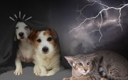 Los animales de compañía son sensibles ante el ruido de los truenos.