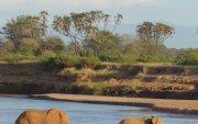 Elefantes cruzando el río Ewaso Ewaso Ng"iro (Samburu, Kenia).