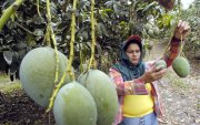 La industria del mango es de las más afectadas por el nuevo arancel global de EE.UU.