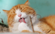 Un gato evita el agua, un comportamiento típico y con argumentos, explicado por expertos