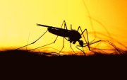 Foto referencial de mosquito que provoca fiebre amarilla