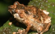 Los científicos buscan  con las ranas  tratar las enfermedades inflamatorias