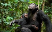 Una madre chimpancé (Xela) amamanta a su cría (Xort).