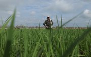 En el primer trimestre de 2025 las ventas de este grano alcanzaron alrededor de   20.000 toneladas.