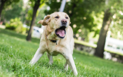 Si un perro ataca a una persona esta puede tomar acciones legales