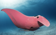 La única mantarraya rosa conocida en el mundo, apodada Inspector Clouseau, fue captada nadando cerca de la isla Lady Elliot, Australia.