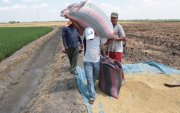 La cosecha de arroz en la provincia del Guayas.