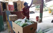 Desde el 7 de agosto de 2025 la exportación del banano de Ecuador paga arancel de 15 % a Estados Unidos.