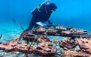 Proyecto. Un buzo observando los arrecifes de coral en las Islas Galápagos, como parte del proyecto de siembra para recuperar los supercorales.