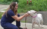 Más de 3.500 denuncias por maltrato, abandono y otras formas de vulneración animal fueron registradas en Guayaquil entre enero y junio de 2025.