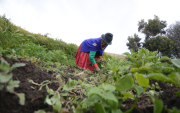 El Bono Raíces está destinado a personas con necesidades económicas que se dediquen a actividades agropecuarias.