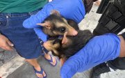 Especies fueron rescatadas por la Policía.,