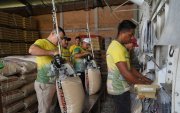 . Trabajadores forman el saco de 100 libras del arroz.