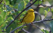 Fotografía de un ejemplar de reyezuelo amarillo facilitada por el Dr. Brian Balmer.