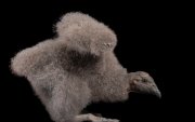 La primera pichona de cóndor en nacer de forma asistida en Cuenca fue nombrada Kimsa.