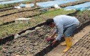 Oferta.    El mercado norteamericano absorbe hasta el 30 % de las exportaciones de cacao local.