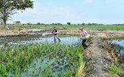 En su segunda jornada laboral del día, trabajadores del sector La Seca, abonan el terreno donde hay miles de plantas de arroz.