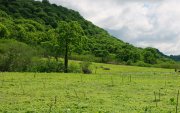 Bosque. Más de 2.000 hectáreas pasaron a ser Área Protegida.