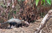 Las zarigüeyas que son encontradas en zonas urbanas de Guayaquil son liberadas en su hábitat.