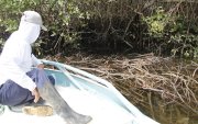 Pescadores han constatado una poda agresiva y mala disposición de los desechos de la misma en el estero Salado