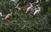 El manglar es ecosistema diverso, cuya totalidad de especies se mantiene sin calcular.