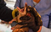 Las zarigüeyas son animales silvestres que llegan a la ciudad en busca de comida y refugio. Tras alertas ciudadanas, personal de Segura EP los rescatan para devolverlos a su hábitat.