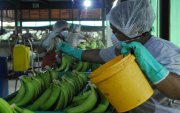 El banano es uno de los productos que entra actualmente con sobretasas a Estados Unidos.