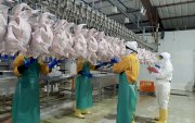 Desde los primeros meses del año el sector avícola se prepara para atender la demanda de Navidad y Fin de Año