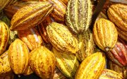 Entre los productos exentos de sobretasas constan cacao, café, plátano procesado, pitahaya, mango, piña, palmito, banano, flores y pesca.
