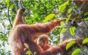 Los orangutanes poseen una "enciclopedia cultural" para saber comer cuando se independizan.
