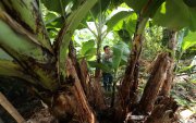 Con Acuerdo Ministerial se flexibiliza el registro de plantaciones hasta diciembre de 2026.