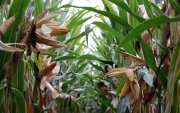 Una investigación de la UTPL analiza los efectos celulares y genéticos de plaguicidas y fertilizantes utilizados en el cultivo de maíz en Ecuador.