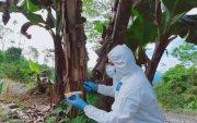 Experto toma muestra a una planta de banano para saber si tiene Fusarium R4T.
