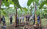 Desde el 2019 se vienen dando talleres de cómo proteger a un cultivo del Fusarium Raza 4 Tropical, pese a ello no todos lo aplican.