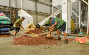 En la planta procesadora Ecokakao, ubicada en Durán, los trabajadores preparan el cacao, que compran a productores de distintas fincas, para exportarlo a varios destinos.