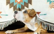 El estrés acústico, las intoxicaciones y los accidentes domésticos siguen siendo los principales riesgos para las mascotas durante las celebraciones de fin de año.