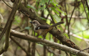 A solo una hora de Cuenca, Yunguilla ofrece avistamiento de aves endémicas en bosque montano seco
