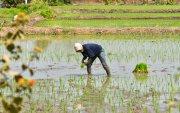 Un agricultor siembra arroz en su finca, en Santa Lucía.
